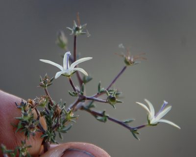 Wahlenbergia albens, photographed by Tony Rebelo