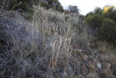Cymbopogon pospischilii, photographed by Tony Rebelo