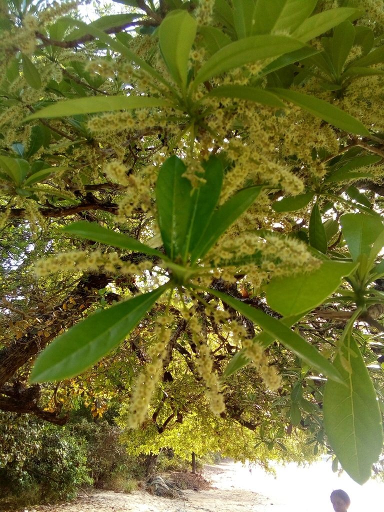 Terminalia scutifera, photographed by Viken