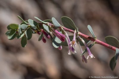 Symphoricarpos longiflorus, photographed by Tim Messick