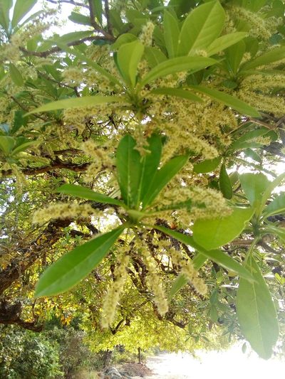 Terminalia scutifera, photographed by Viken