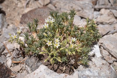 Sabulina nuttallii, photographed by Tim Messick