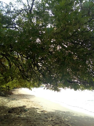 Terminalia scutifera, photographed by Viken