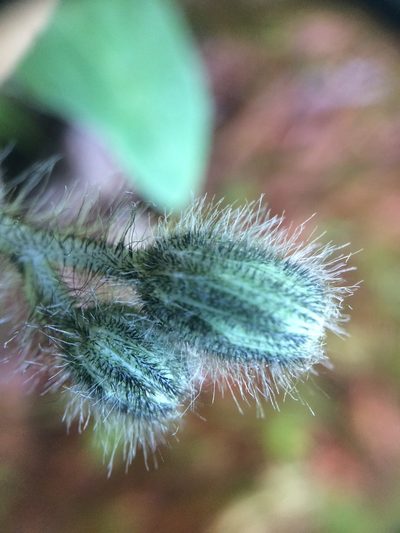 Pilosella flagellaris, photographed by Étienne Lacroix-Carignan