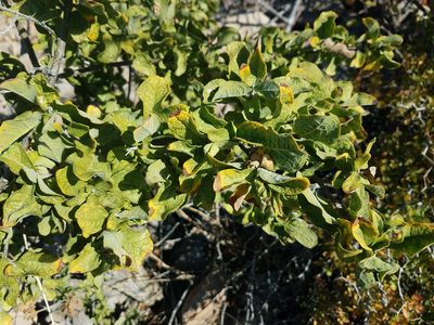 Bourreria sonorae, photographed by Alan Rockefeller