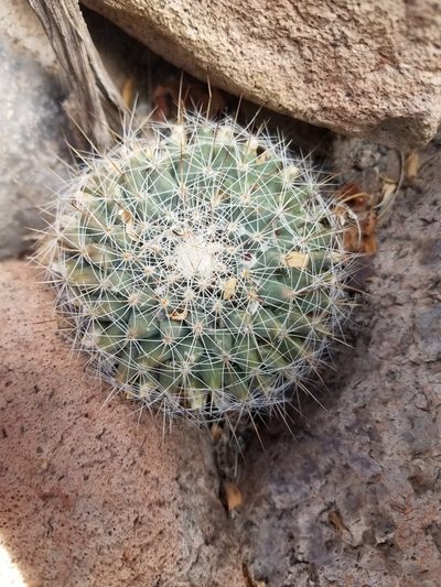 Mammillaria petrophila, photographed by Alan Rockefeller