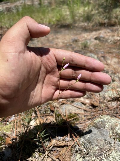 Phemeranthus mengesii, photographed by Brandon Corder