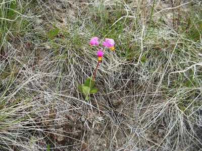 Primula conjugens, photographed by John Brew