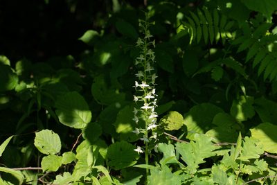 Platanthera chlorantha, photographed by Михаил Малышев