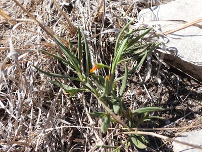 Talinum aurantiacum, photographed by Leticia Jiménez Hernández