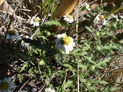 Melampodium cinereum, photographed by Leticia Jiménez Hernández