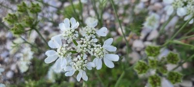 Orlaya grandiflora, photographed by Olivier Niederhauser