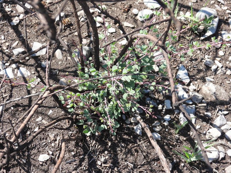 Mimosa zygophylla, photographed by Leticia Jiménez Hernández