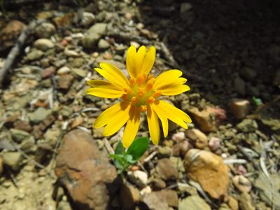 Amblyolepis setigera, photographed by Annika Lindqvist