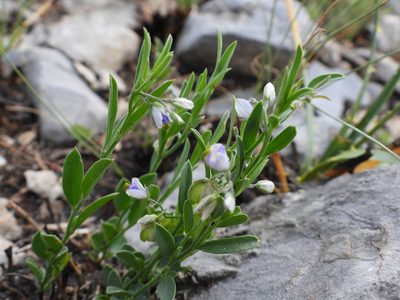 Hebecarpa barbeyana, photographed by Leticia Jiménez Hernández