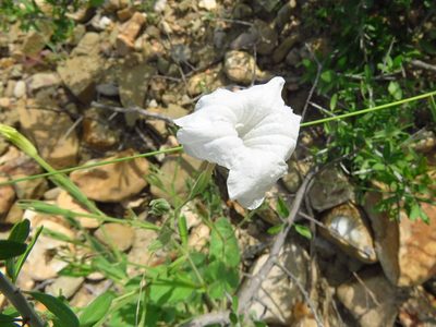 Ruellia metziae, photographed by Annika Lindqvist
