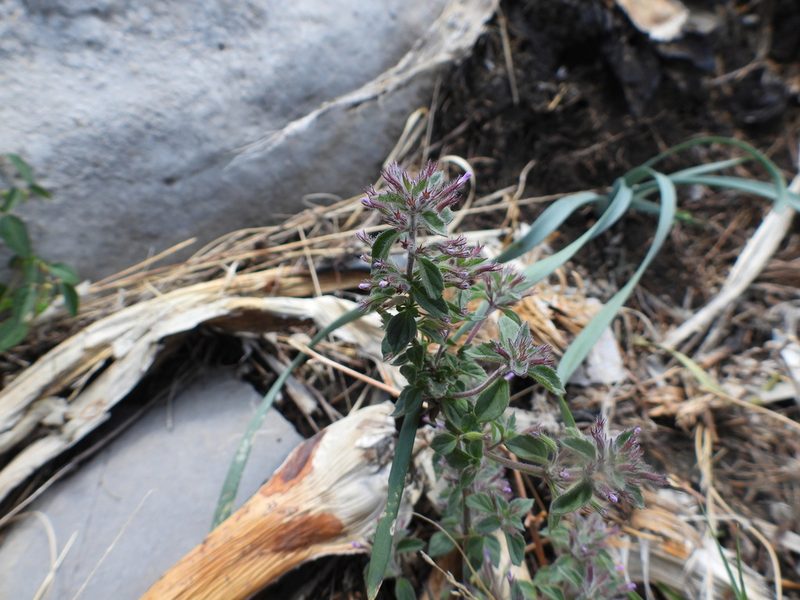 Hedeoma costata, photographed by Leticia Jiménez Hernández