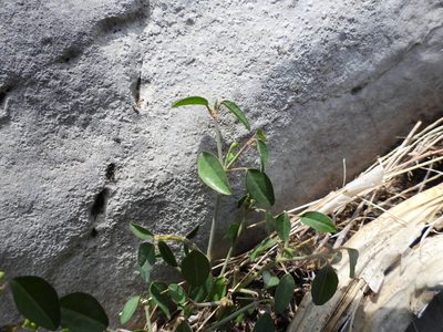 Euphorbia macropus, photographed by Leticia Jiménez Hernández