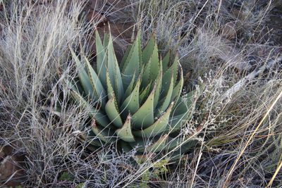 Aloe broomii, photographed by Tony Rebelo