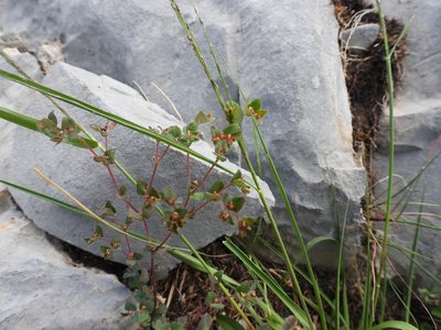 Euphorbia villifera, photographed by Leticia Jiménez Hernández