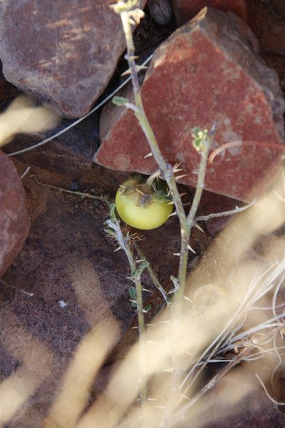 Solanum supinum, photographed by Tony Rebelo