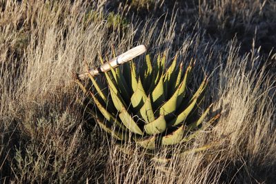 Aloe broomii, photographed by Tony Rebelo