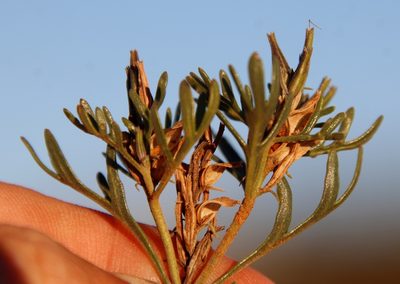 Chascanum pinnatifidum, photographed by Tony Rebelo