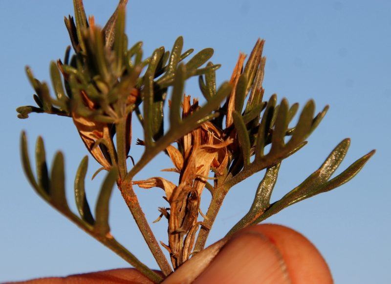 Chascanum pinnatifidum, photographed by Tony Rebelo