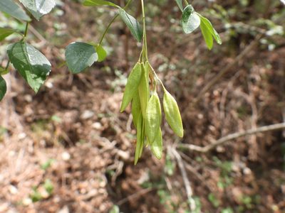 Fraxinus cuspidata, photographed by Leticia Jiménez Hernández