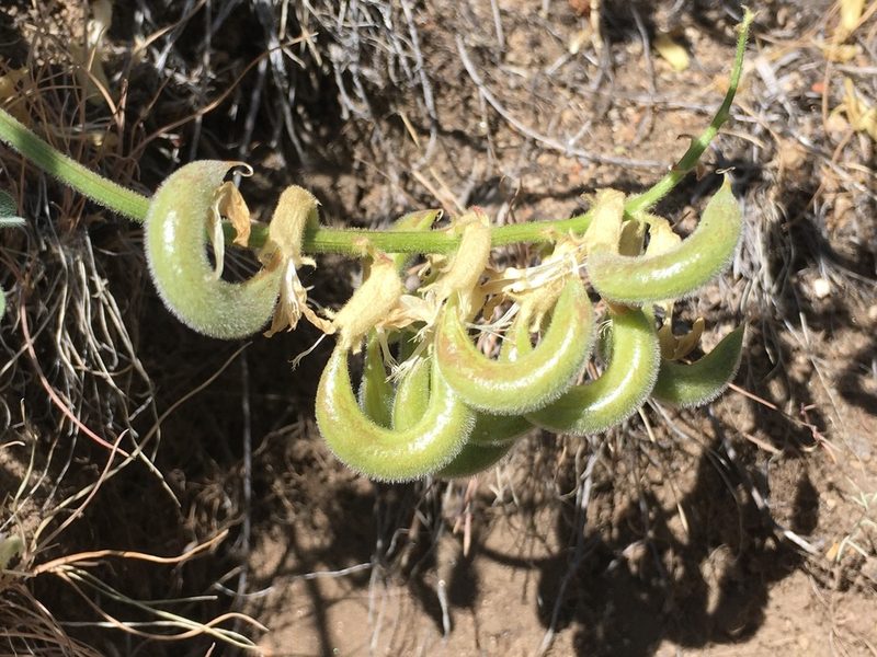 Astragalus gibbsii, photographed by Steve Matson