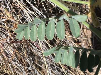 Astragalus gibbsii, photographed by Steve Matson