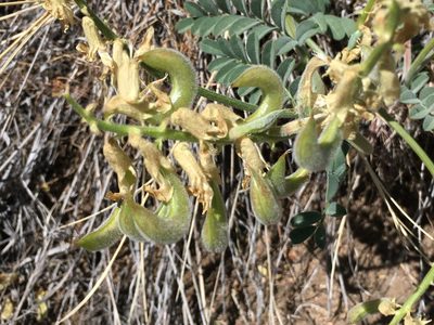 Astragalus gibbsii, photographed by Steve Matson