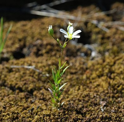 Sabulina michauxii, photographed by Naomi Cappuccino