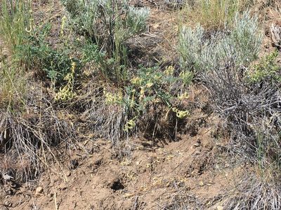 Astragalus gibbsii, photographed by Steve Matson