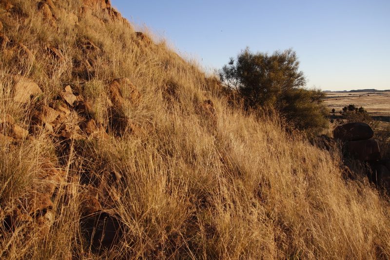 Aristida diffusa, photographed by Tony Rebelo