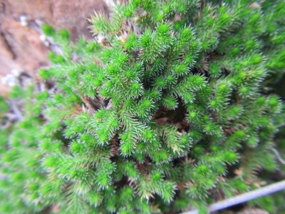 Selaginella afrorum, photographed by douglaseustonbrown