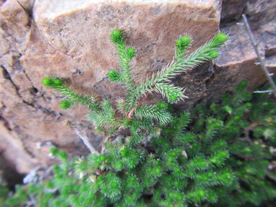 Selaginella afrorum, photographed by douglaseustonbrown