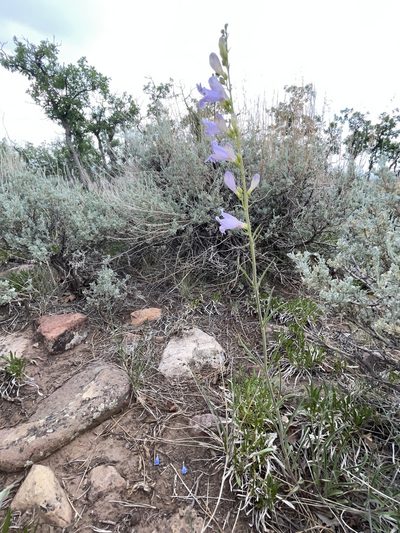 Penstemon comarrhenus, photographed by Robbie Hannawacker