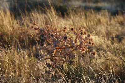 Berkheya onopordifolia, photographed by Tony Rebelo