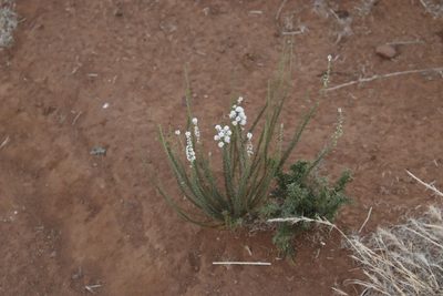 Selago saxatilis, photographed by Tony Rebelo