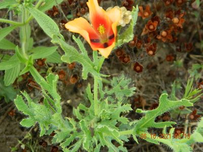 Glaucium corniculatum, photographed by Galyna Mykytynets