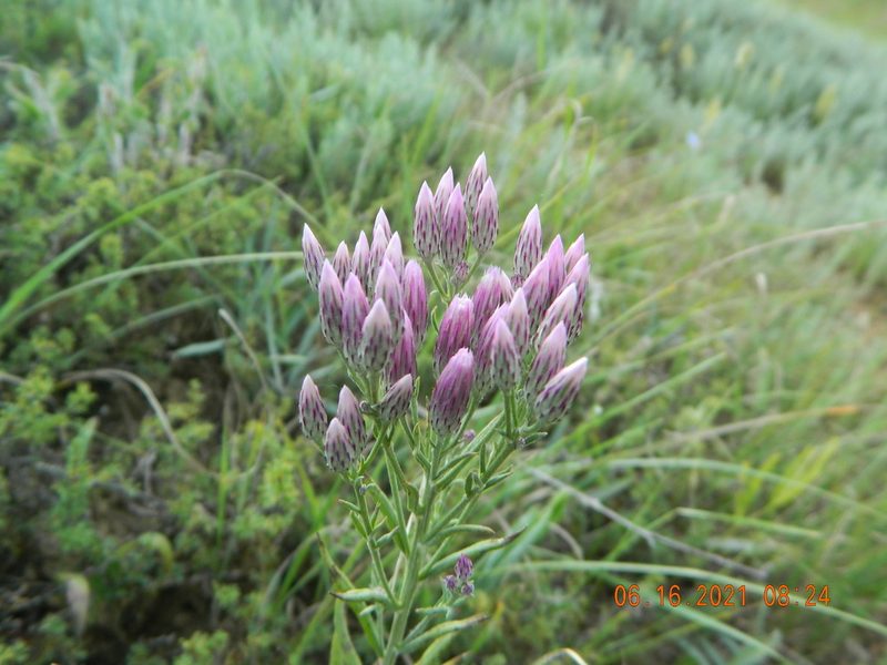 Jurinea multiflora, photographed by Galyna Mykytynets