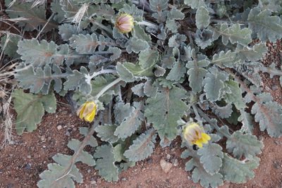 Arctotis arctotoides, photographed by Tony Rebelo