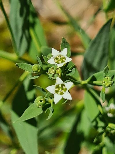 Thesium bavarum, photographed by Jacek Pietruszewski
