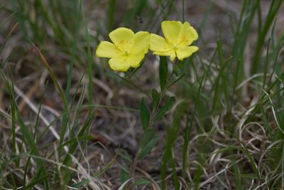 Crocanthemum canadense, photographed by Ivan Wiljanen