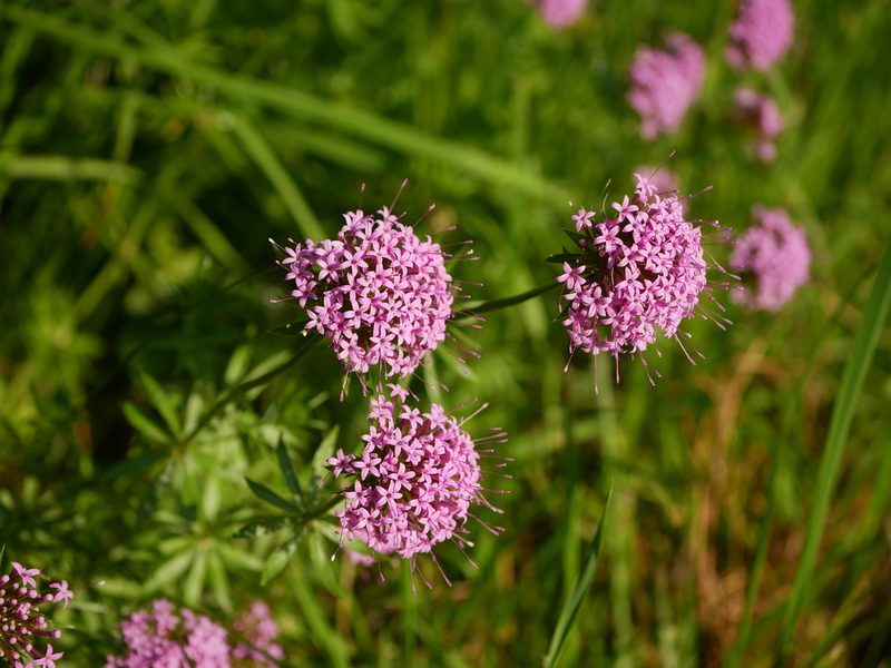 Phuopsis stylosa, photographed by Wolfgang Jauch