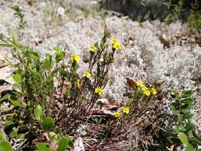 Hudsonia ericoides, photographed by agbelliveau