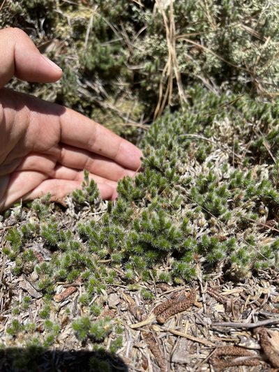 Selaginella acanthonota, photographed by Brandon Corder