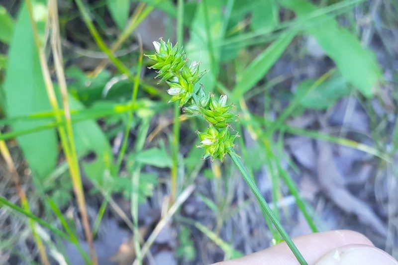 Carex muehlenbergii, photographed by Quinten Wiegersma