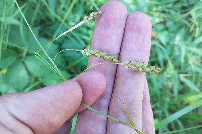 Carex formosa, photographed by Quinten Wiegersma